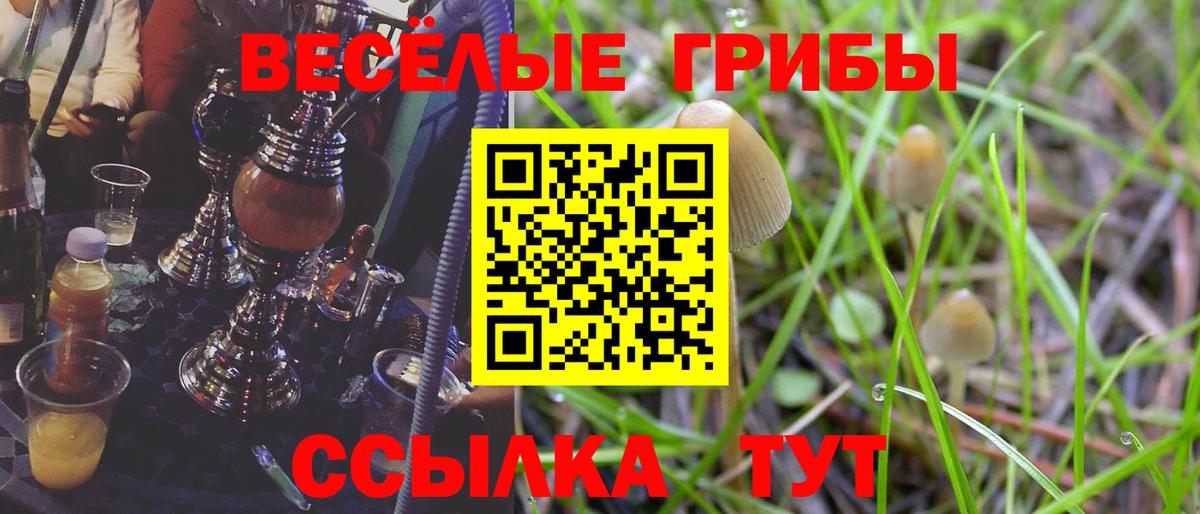 Галлюциногенные грибы Psilocybine cubensis Свободный